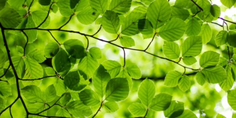 blogg bakgrund